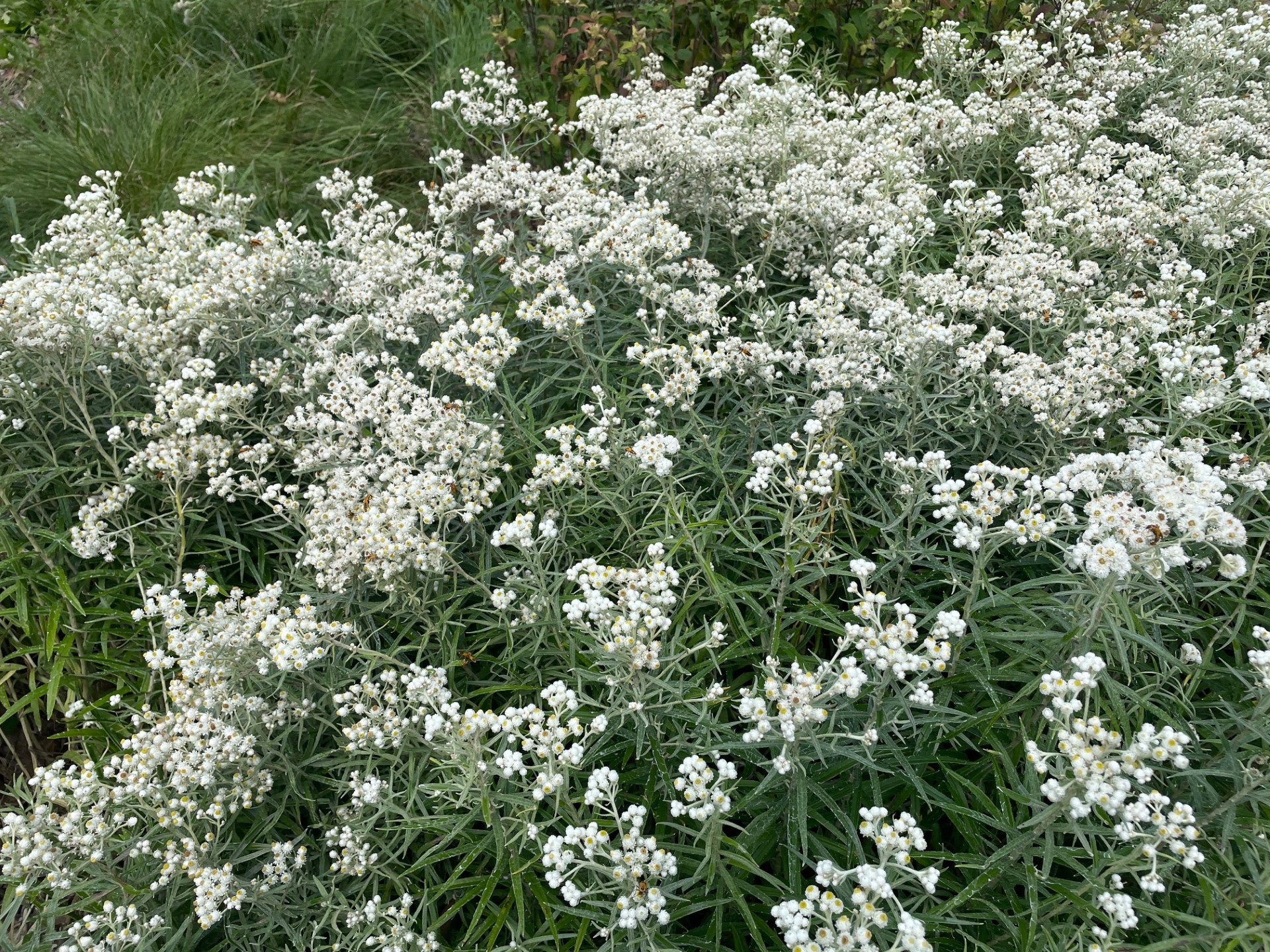 Image slide of Pollinators enjoy pearly everlasting, summer 2025. 