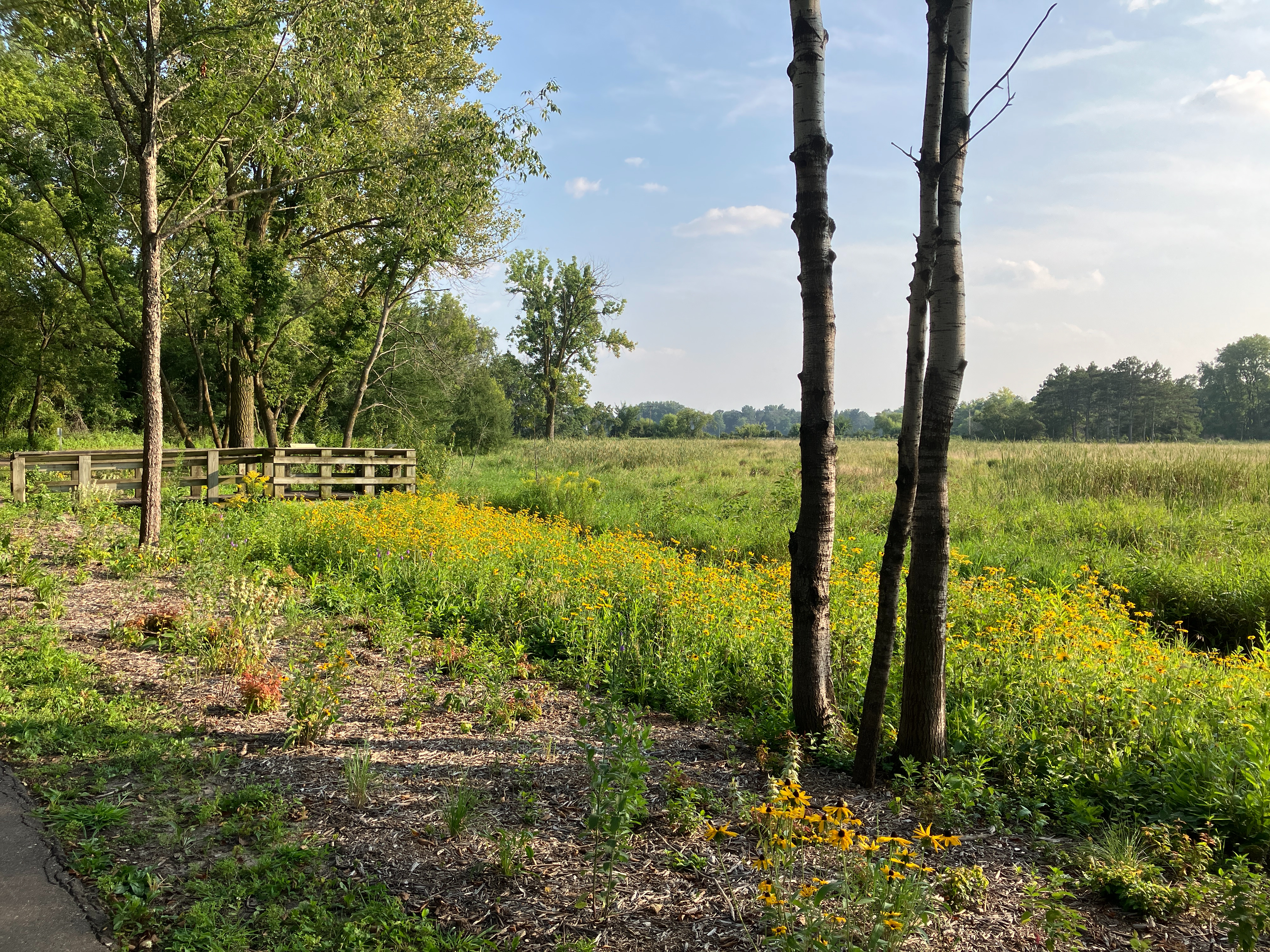 Image slide of Wetland restoration underway, summer 2024. 