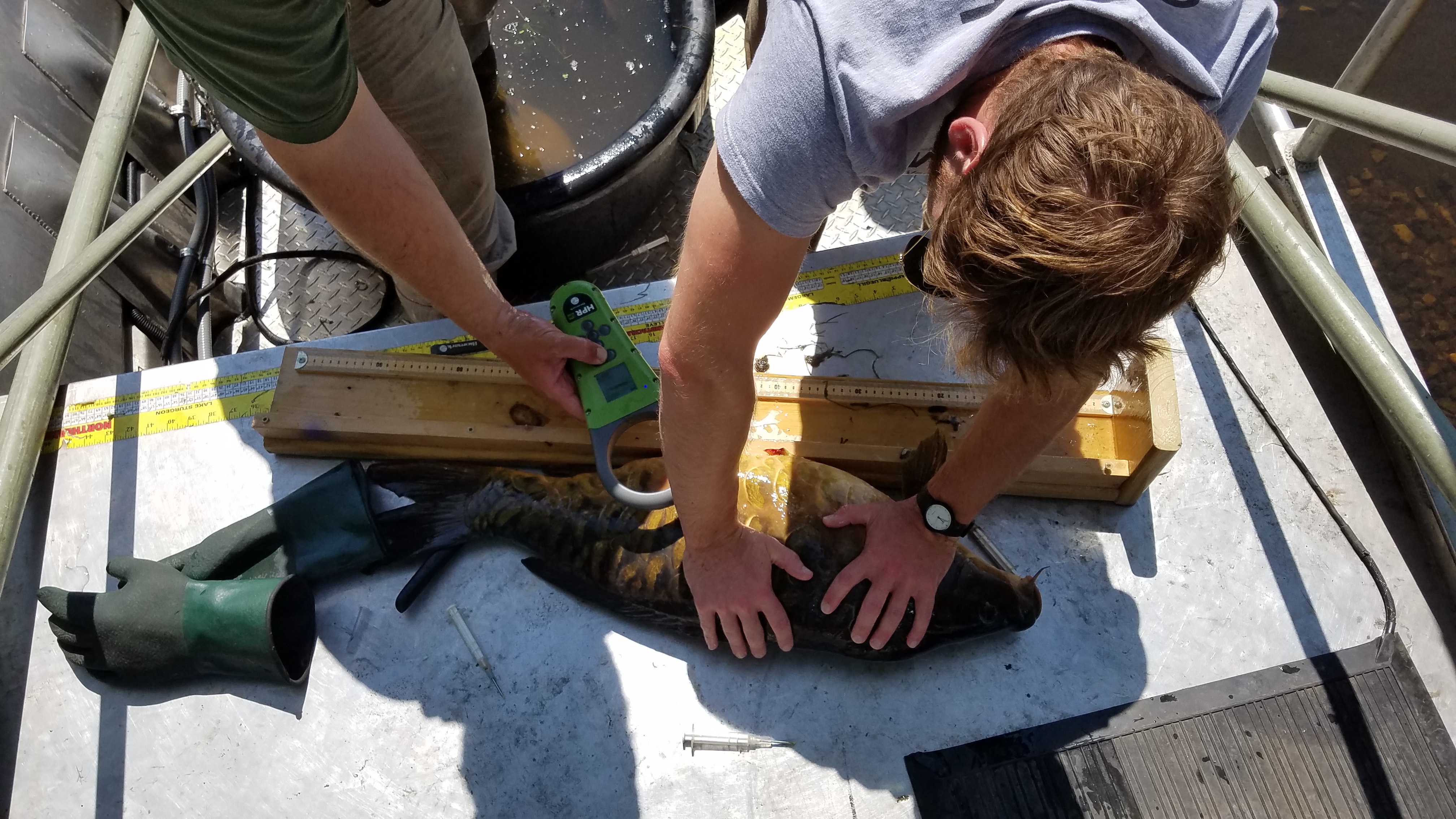 Image slide of Tagging invasive carp.