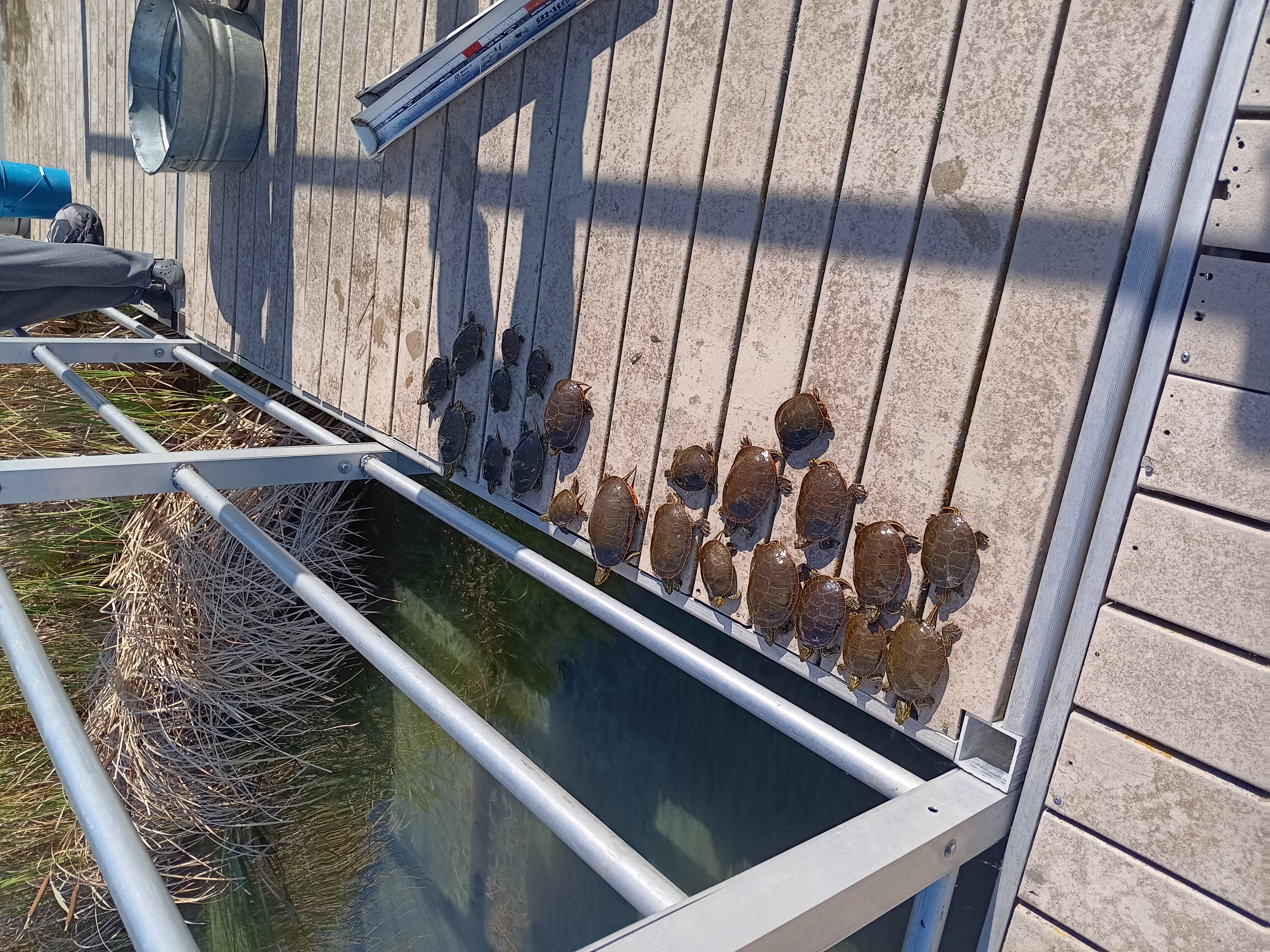 Image slide of Painted turtles lined up as part of a fall 2025 fish survey before being released back into the lake. 