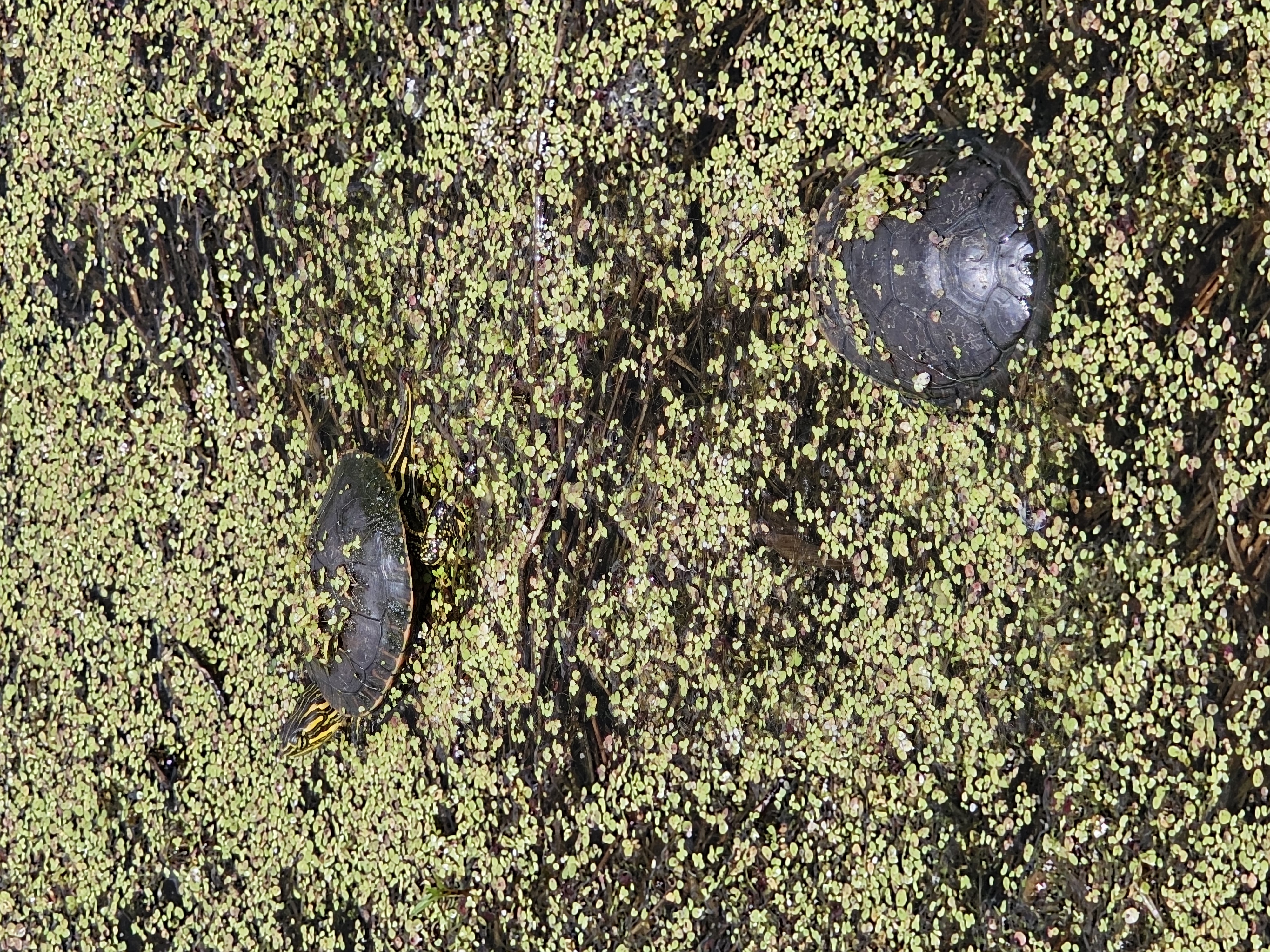 Image slide of Painted turtles in native duckweed, summer 2026