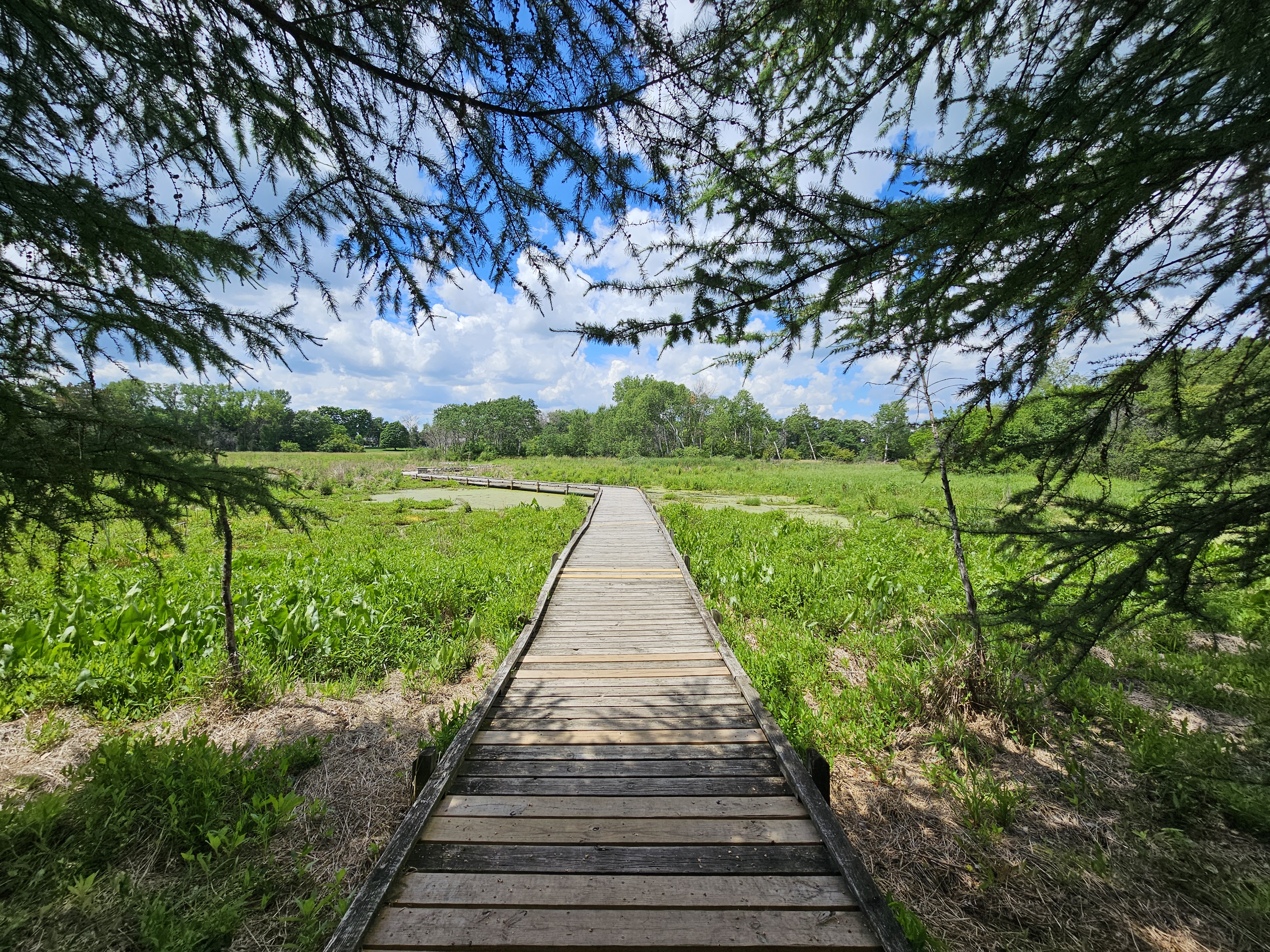 Image slide of Boardwalk through the wetland after invasive species treatment, summer 2026