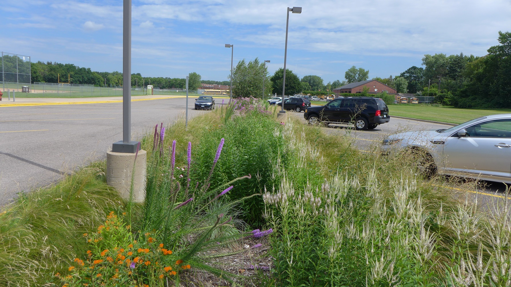 Image slide of Native plantings established in the bioswale