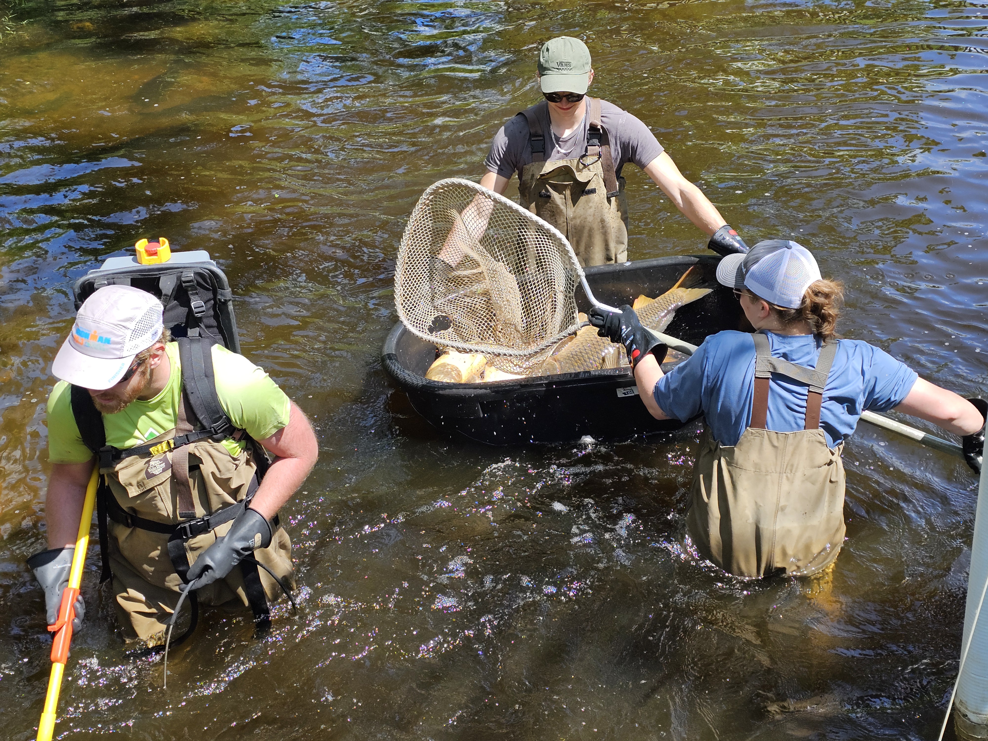 Image slide of Electroshocking and removal of invasive carp in 2024. 