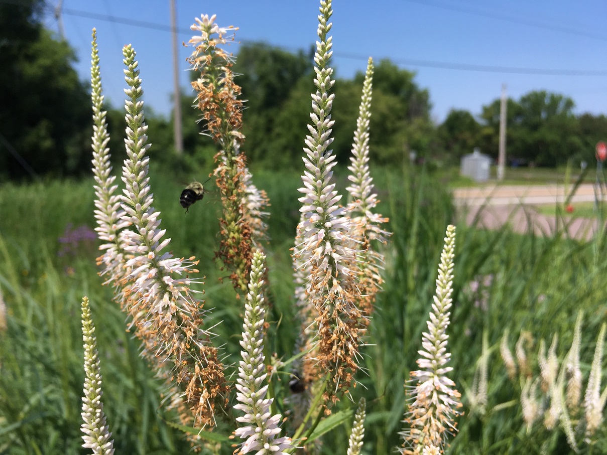 Image slide of Culver's root in rain garden, 2019