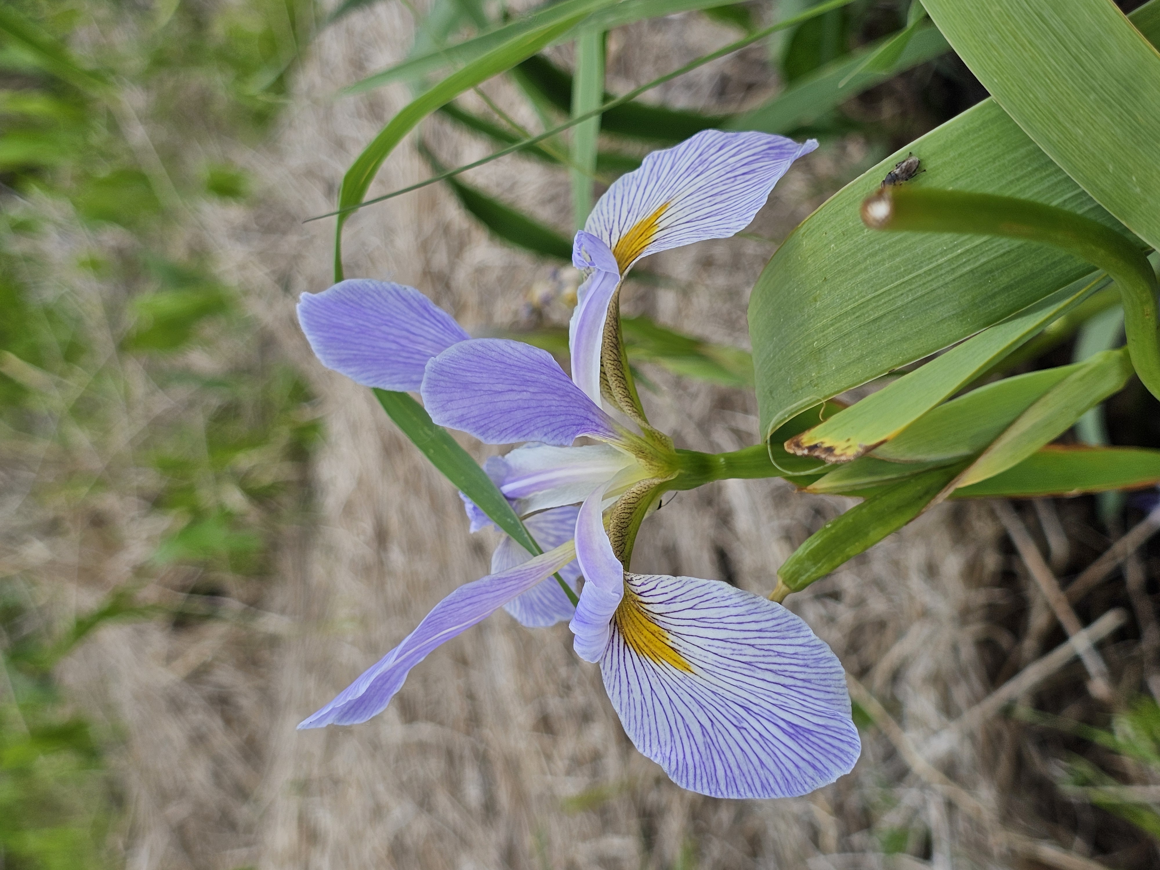 Image slide of Native blue flag iris in bloom, summer 2026