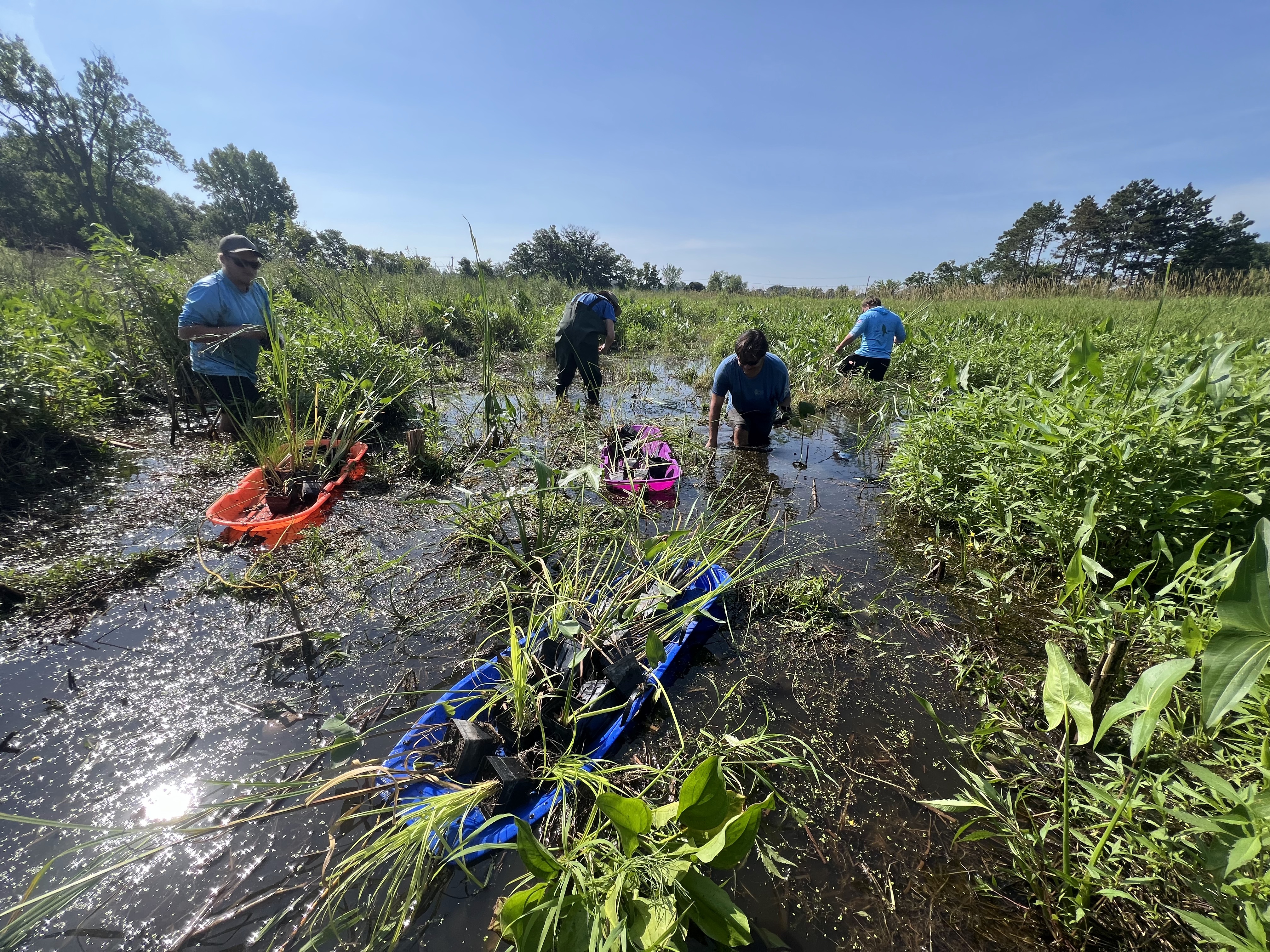 Image slide of Native plant reintroduction, summer 2026 (photo by Natural Shore Technologies)