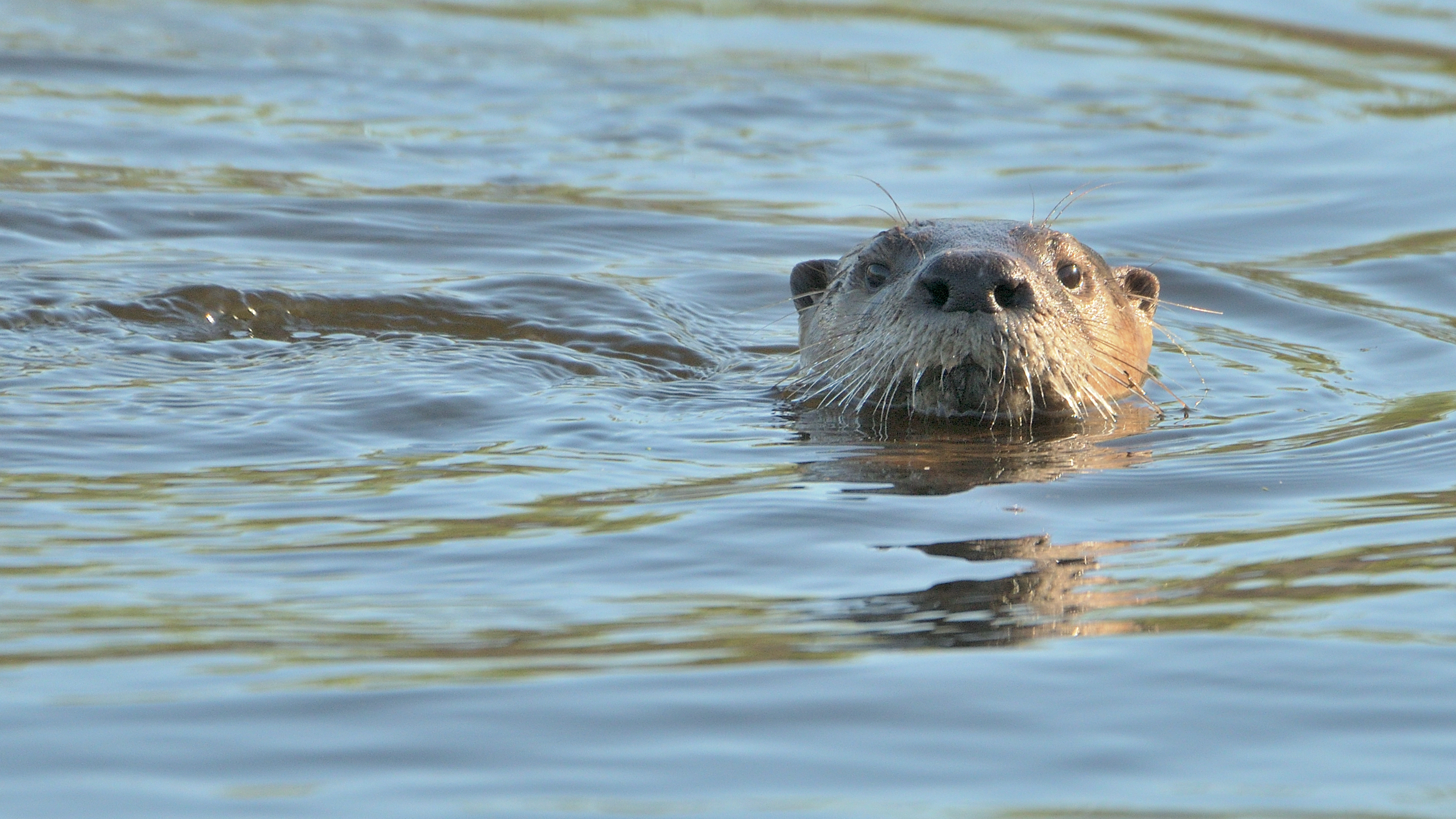 An otter swimming in a lake. 