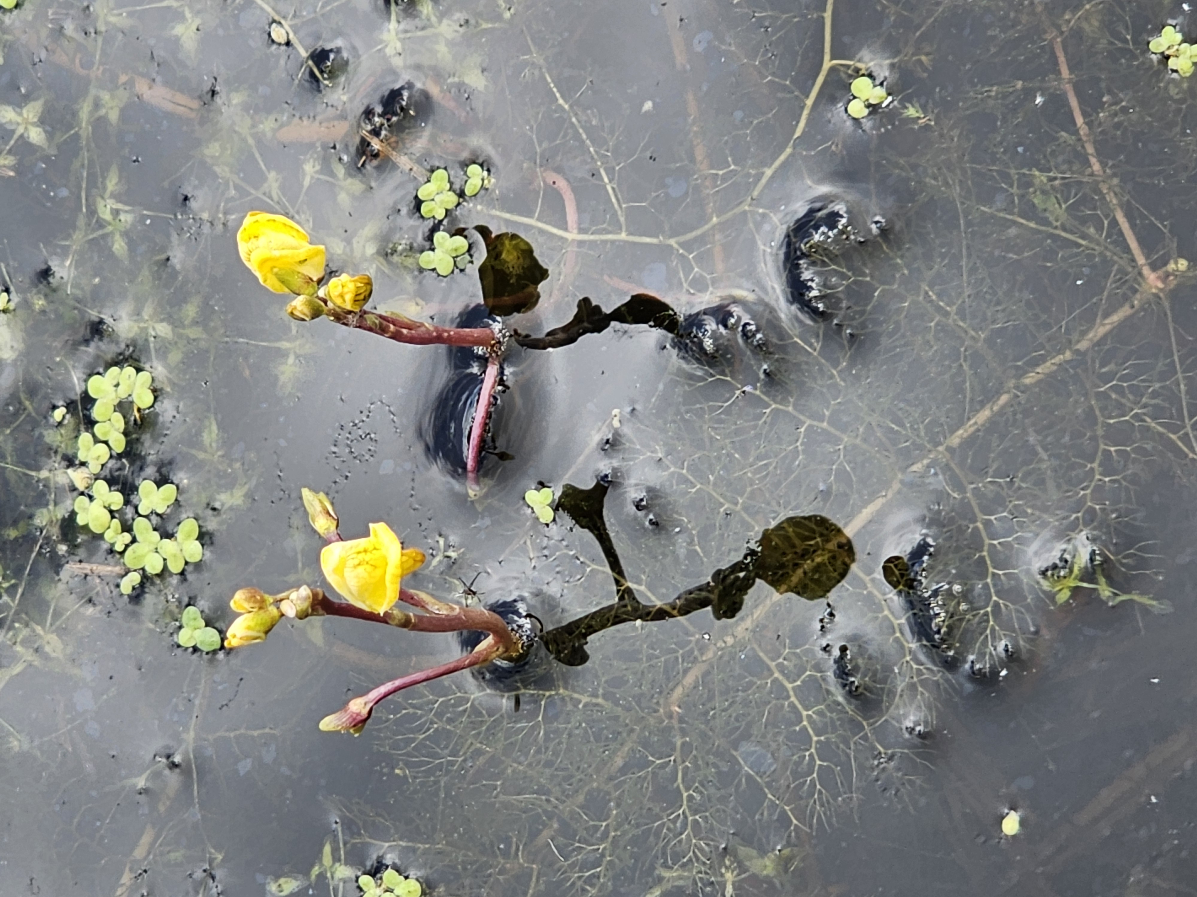 Image slide of Common bladderwort, a native aquatic plant, summer 2026