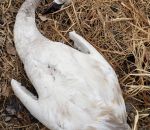 2020 Trumpeter swan deaths